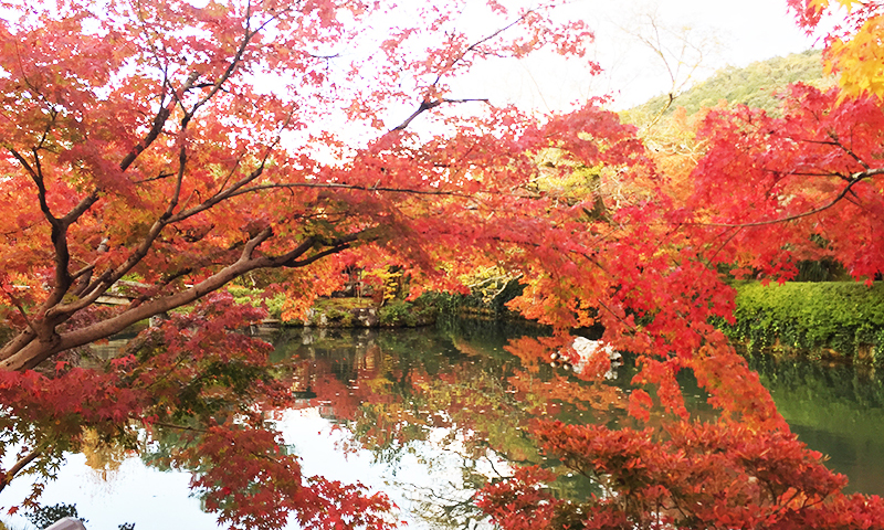 My personal recommendation for autumn leaves in Kyoto Late November