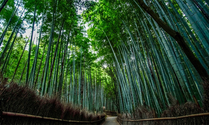 野々宮の竹林