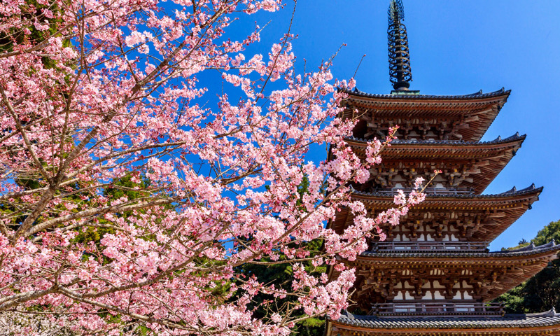 醍醐寺