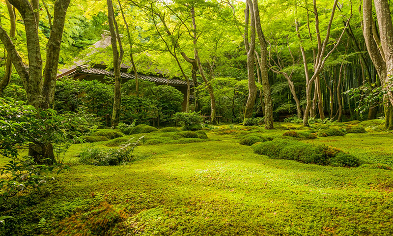 祇王寺